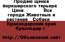 Продаю щенка йоркширского терьера  › Цена ­ 20 000 - Все города Животные и растения » Собаки   . Краснодарский край,Краснодар г.